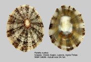 Patella rustica